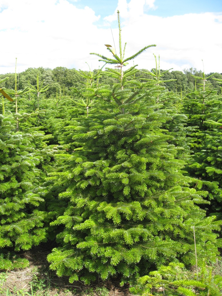 Пихта нордманская Премиум